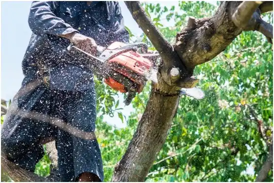 tree services Neillsville